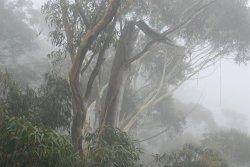 Lost In The Blue Mountains