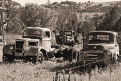 Old-timers At Rest