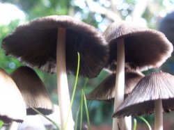 The Light Under The Mushroom