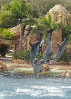 Spinning Dolphins