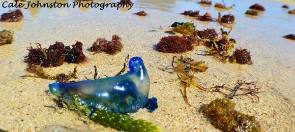 Aussie Bluebottle