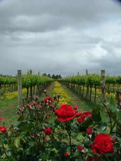 Rose And Vine