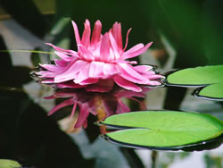 Lily
