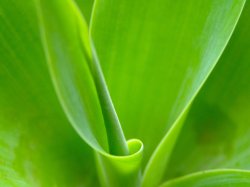 Curves Of Green
