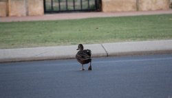 Why Did The Duck Cross The Road?