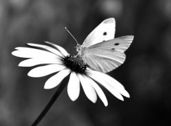 Spring Pollenation