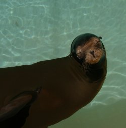 Sleeping Seal
