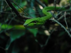 Green Snake