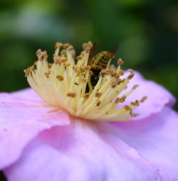 Pollen Collector