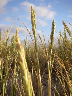 Scarborough Grass