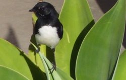 Wagtail On The Agave