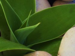 Baby Agave