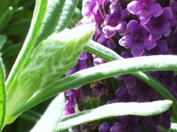 Lavenderbud