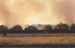 Smokey Canefields