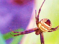 Golden Orb Spider