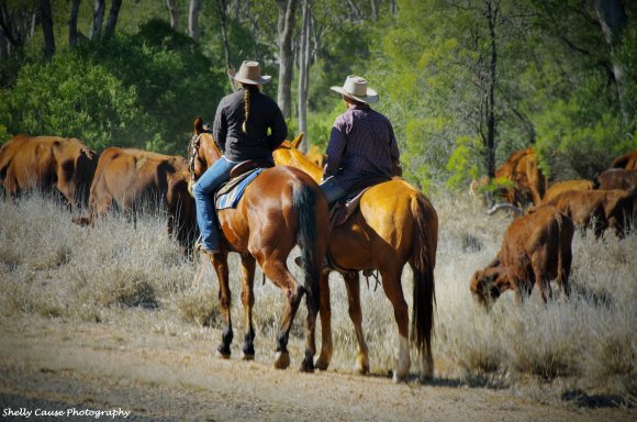 Round Em Up