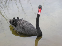 Black Swan