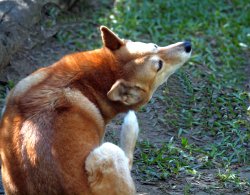 Warrigal