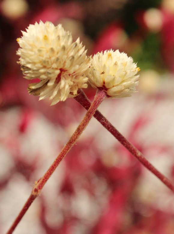 Star-crossed Lovers In Nature