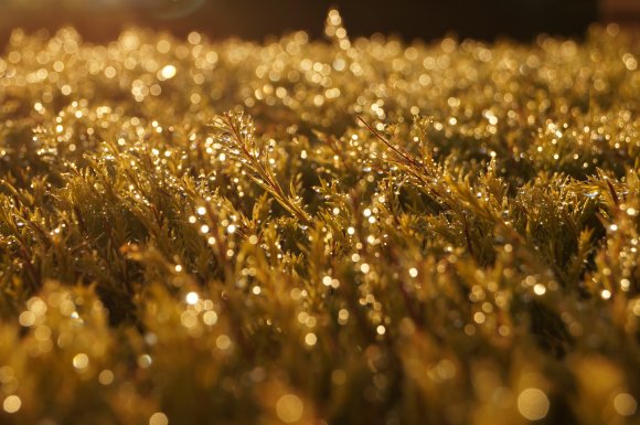 Raindrops And Bokeh