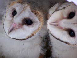 Baby Barn Owls