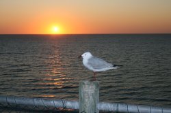 Seagul By Sunset