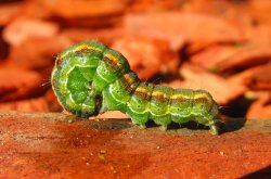 Caterpiller