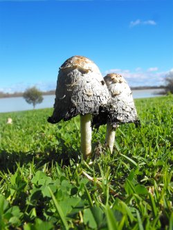 Mushroom