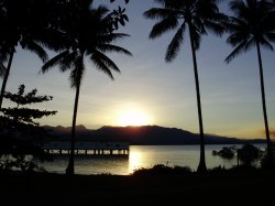 Sunset With The Palms At Port Douglas