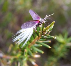 Feathertail Fly