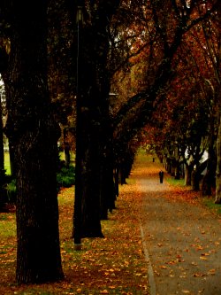 A Walk In The Park