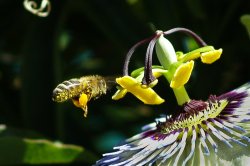 Passion Fruit Bee