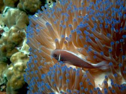 In The Anemone
