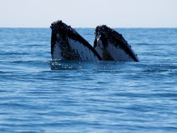 Synchronised Whales