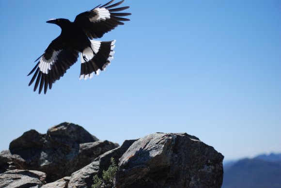 Taking Flight