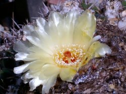 A Beuty Among Thorns