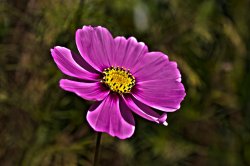 Hdr Flower