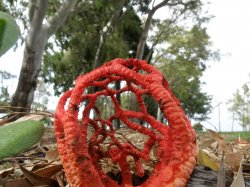 Craypot Fungi