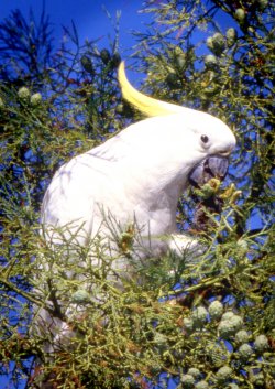 Happy Cockatoo