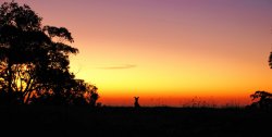 Kangaroo Sunset