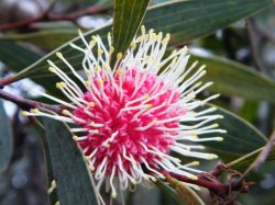 Pincushion Hakea - Laurina