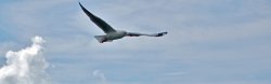 Seagull