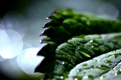 Dew Drops