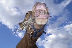 Chewing Chaff