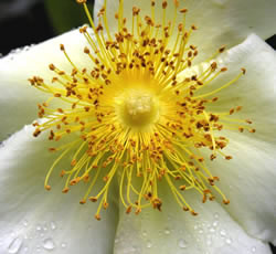 Rose Bloom Up Close