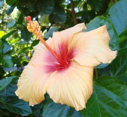 Golden Hibiscus