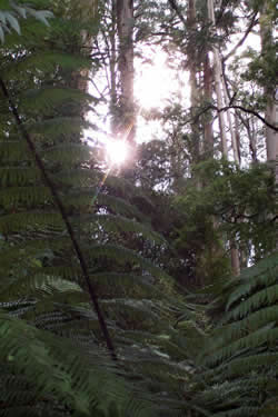 Grants Park