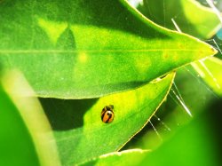 Lady Bug