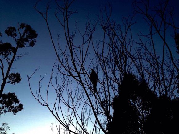 Birds Of The Port
