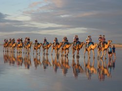 Camel Rides Cable Beach Wa